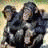Animated contact sheet showing three frames of a gorilla icon with varying expressions and poses against natural backgrounds.