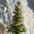 A pixelated static image of a green coniferous tree with brown trunk against a light background with blue and gray tones.
