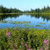 Pixelated landscape with blue water, green foliage, and pink flowers under a light blue sky.