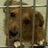 Pixelated dog behind metal bars with blue text urging animal abuse prevention and urgency.