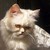 Pixelated close-up of a light-colored cat with closed eyes, ears perked, and a calm expression against a dark background.