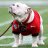Pixelated image of a white dog wearing red clothing, standing on a green background with a blurred object in the foreground.