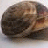 A static image of a snail with text overlay on a blue background, featuring pixelated and stylized typography.