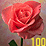 A 4x4 contact sheet of animated frames showing a red rose with yellow text changing across each frame, set against a gray background.