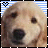 iconhell_puppylove