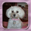 Pixelated image of a white dog with dark eyes and nose, wearing a pink collar, set against a blurred background within a rounded square frame.