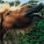 A pixelated image of a brown horse's head and neck against a blurred green and blue background.
