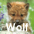 Pixelated image of a brown wolf-like animal with closed eyes, positioned above white text reading 'Wolf' against a green and purple background.