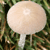 A pixelated mushroom with a rounded white cap and stem, set against a blurred green and brown background.