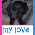 A dog with a gray blanket background appears in four , each labeled with text below the image