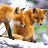 Two foxes in a snowy landscape with brown text reading "Timothy Treadwell" and a stylized animal outline above the name.