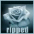 A static image of a white rose with a blue-gray background, featuring text below the flower.