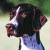 Pixelated dog head in profile with white stripe on face, green text 'Original Icons .com' on dark background.