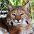 Animals icons for AIM, MSN, MySpace and Yahoo