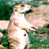 Animated contact sheet showing a prairie dog in grassy terrain with a CoolBuddy.com logo on the right side, displayed as three sequential frames of motion.