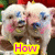 Two pig-like characters with blue markings on their faces and pink cheeks appear in a , each accompanied by yellow text overlays