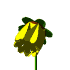 Animated sunflower with yellow petals and brown center, showing growth from bud to full bloom