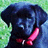 Pixelated image of a dark blue dog with pink tongue and red collar against greenish background.