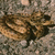A static image of a coiled snake on a textured stone background with no visible text or animation.