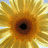 A pixelated sunflower image with orange text reading 'summer sunshine' on a light yellow background.