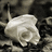 Two identical white roses on a dark, pixelated background with the word 'innocence' in light gray text above them.
