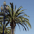 Pixelated palm tree with multiple fronds against a light blue sky background, showing partial trunk and foliage details.
