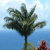 Pixelated static image of a palm tree with multiple fronds against a blue sky and ocean background, with a small red object in the lower right corner.