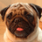 A pug dog's face appears in two side-by-side frames; the left frame shows a pink tongue while the right frame does not.