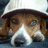 A dog with brown and white fur wears a light-colored knit hat, its eyes shifting slightly