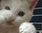 A 2x2 contact sheet of a white kitten with red inner ears peeking through metal bars, showing four sequential animation frames with subtle pose and expression changes.