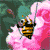 Animated bee on pink flower with green foliage background, showing sequential motion