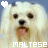 iconhell_maltese