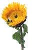 Animated sunflower with yellow petals and green leaves, featuring a bee that moves across the flower head in