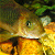 Pixelated close-up of a fish's face with yellow-orange body and greenish background, rendered in low-resolution 256x256 pixels.