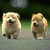Four quadrants show animals: two dogs walking on grass, three cats lying down, and two small white dogs running. A green displays "Adopt Animals!!" text