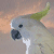 A bird with gray feathers, a green crest, and a black beak is shown in four against a gradient background