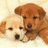 Two dogs with light brown and white fur lie side-by-side on a pale background, facing forward with dark eyes and noses.