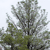 Pixelated static image of a tree with green foliage against a light background, showing no visible text or additional objects.