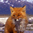 A pixelated image of a brown fox with white markings holding a small dark object, next to a stylized bear outline and text reading "Timothy Treadwell" in brown lettering.