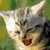 Two side-by-side cat images with a pink pixelated text bar below; left cat has light fur and green background, right cat has dark fur and red background.
