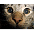 Pixelated close-up of a cat's face with large eyes and light brown fur, next to green text reading 'Original Icons .com' on dark background.
