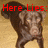 Two side-by-side pixelated images of a dog with red text overlays reading 'Here Lies:' and 'Basil <333' on a beige background.