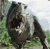 Pixelated static image of a large ape-like creature standing in grassy terrain with trees and sky background, likely from an old movie or animation.