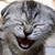 A pixelated cat with closed eyes and an open mouth appears on the left, while red bars with green 'LOL' text repeat vertically on the right.
