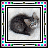 Animated sequence of cats in a with colorful pixelated borders, showing varied poses and expressions