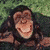A chimpanzee with dark fur and a broad smile appears in three cropped views against green foliage, showing facial details from full face to close-up mouth.