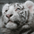 Animals icons for AIM, MSN, MySpace and Yahoo