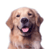Animated contact sheet showing two frames of a golden retriever dog with tongue out on white background and CoolBuddy.com text logo on teal background.