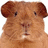 Pixelated image of a brown guinea pig on the left and blue background with white text 'porkchop' and '<3' on the right.