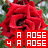 Two red roses with green foliage background and overlaid white text on red squares in a contact sheet layout.